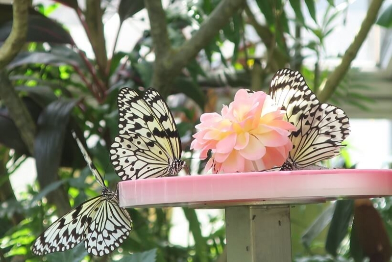 伊丹市昆虫館、チョウ温室蜜皿