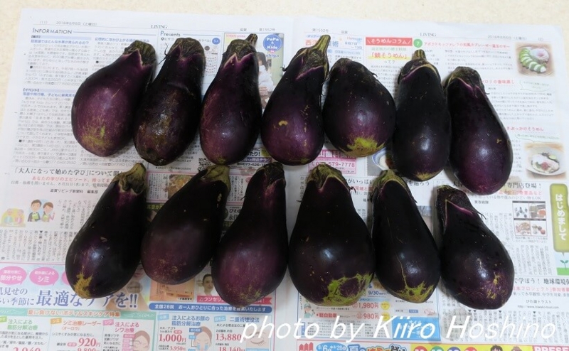 作り置き8.19、大量なす 作り置き8.19、大量なす