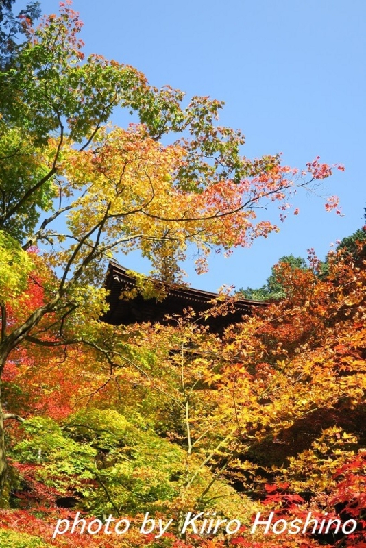 金剛輪寺、三重塔