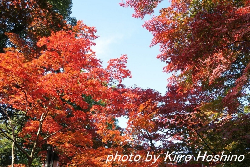 金剛輪寺、本堂紅葉