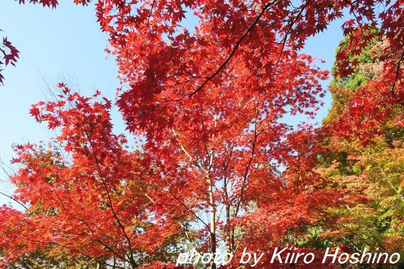 金剛輪寺、名勝庭園紅葉