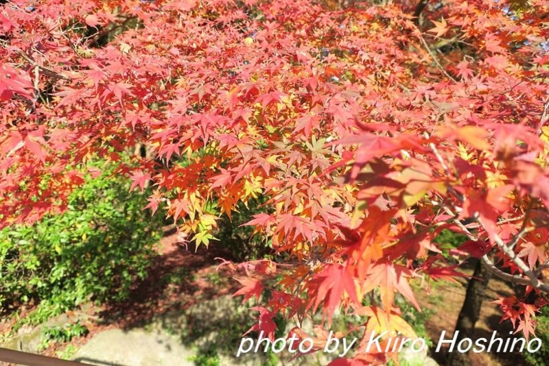 三井寺、紅葉・赤アップ