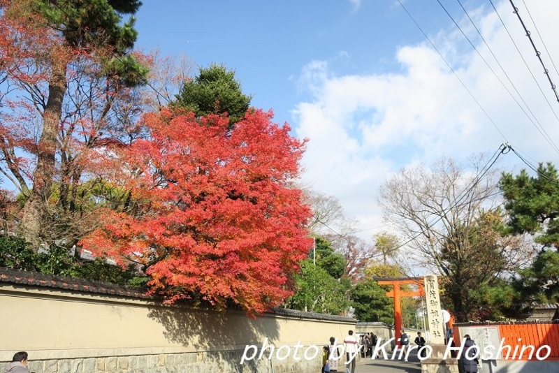 下鴨神社、鳥居前紅葉