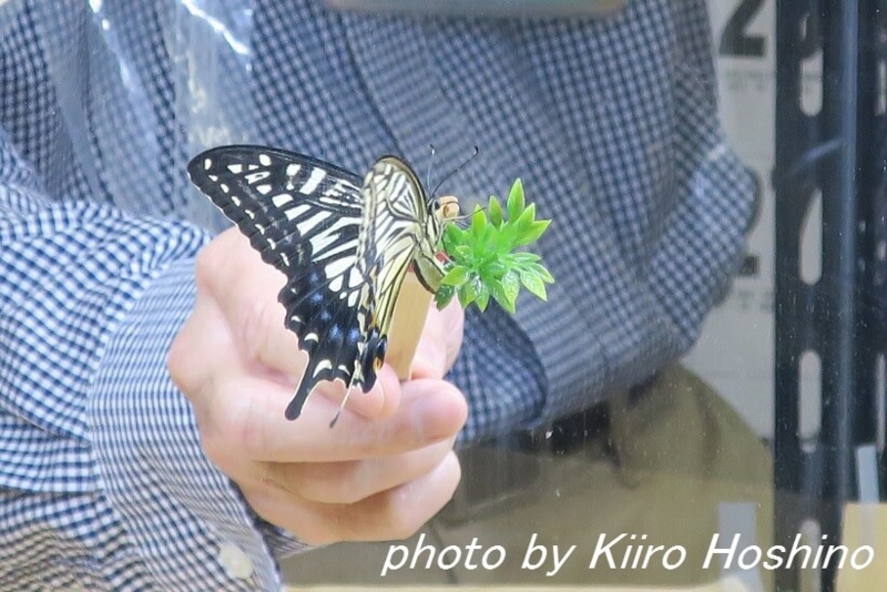 JT生命誌研究館、チョウの産卵