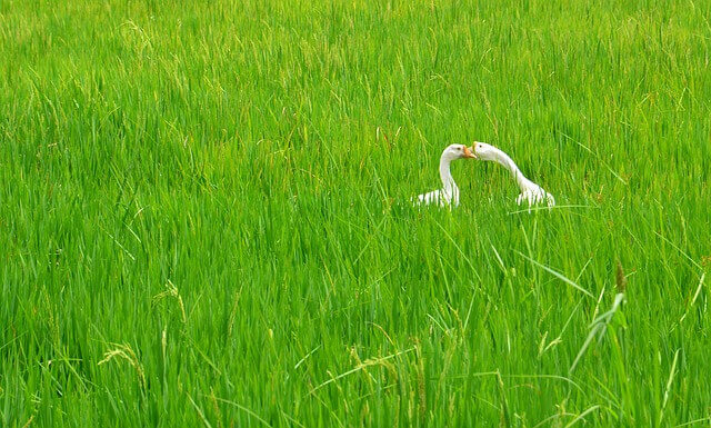 ふるさと納税玄米、白鳥