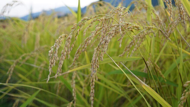 ふるさと納税・お米