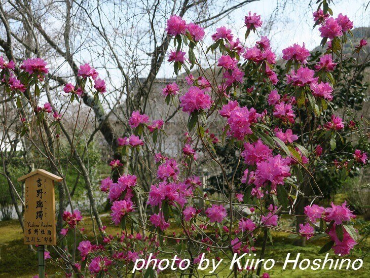 天龍寺、百花苑・吉野躑躅