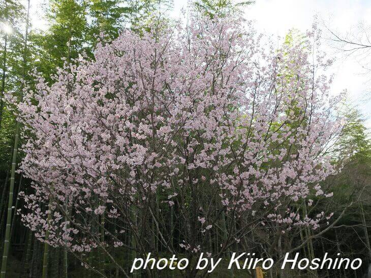 天龍寺、百花苑・啓翁桜