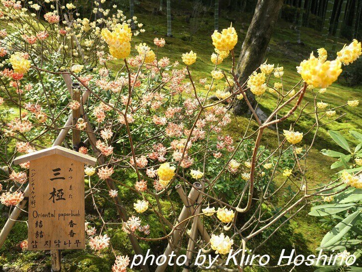 天龍寺、百花苑・三椏