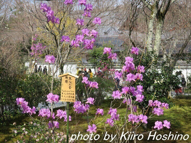 天龍寺、百花苑・隼人三葉躑躅