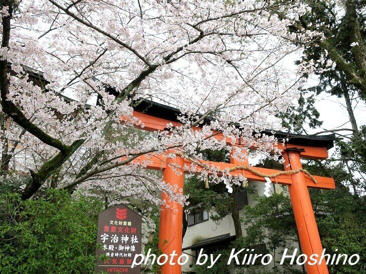 宇治・宇治神社の桜