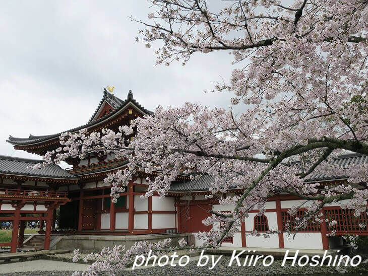 平等院・ソメイヨシノと鳳凰堂