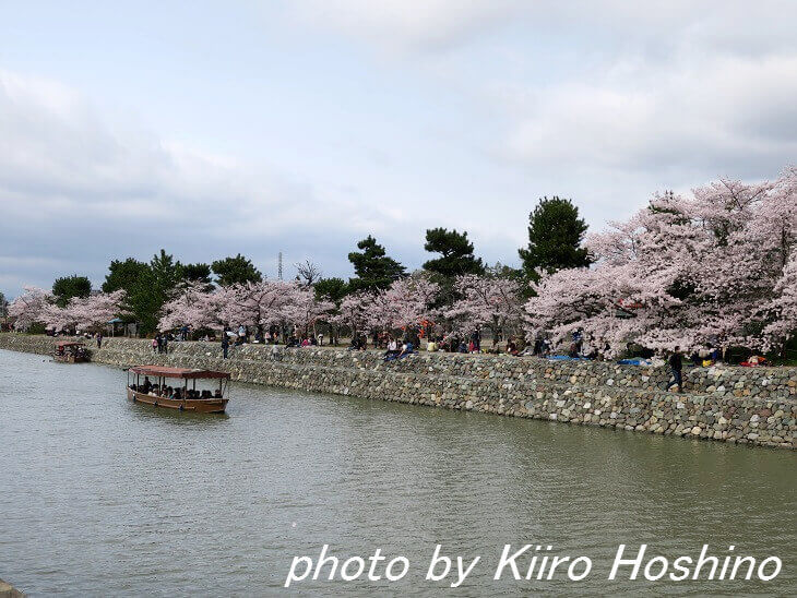 宇治川沿いの桜と船