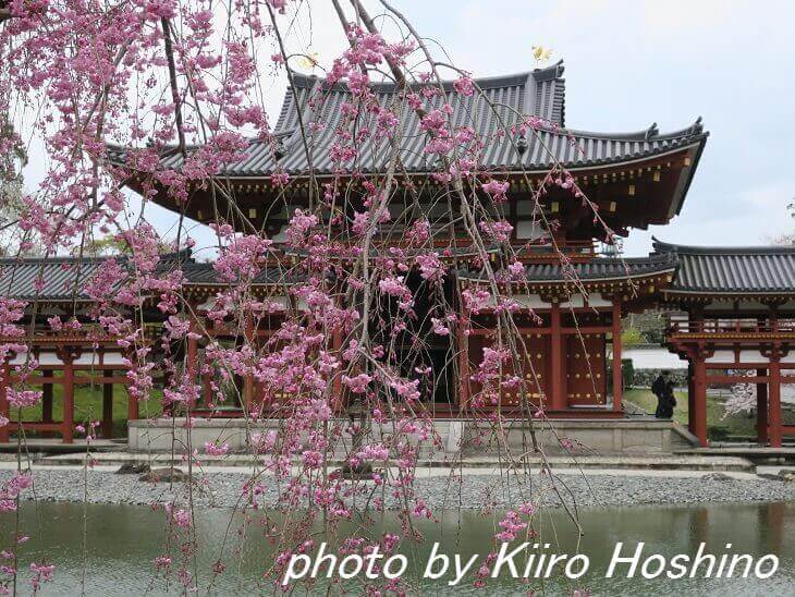 平等院・鳳凰堂と紅枝垂れ桜