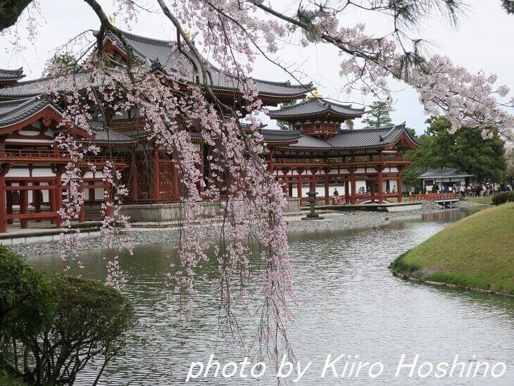 平等院・枝垂れ桜と鳳凰堂