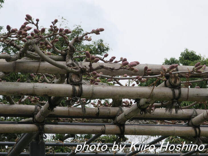 平等院・藤棚のつぼみ