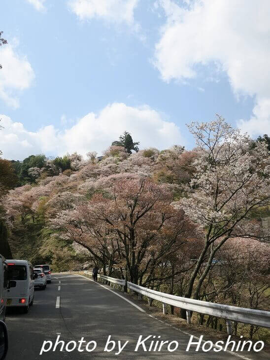 吉野桜、渋滞