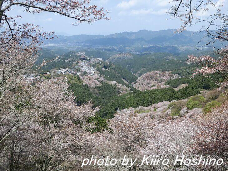 吉野桜、上千本から