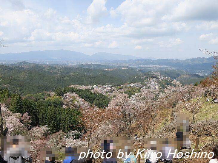 吉野桜、上千本で昼食