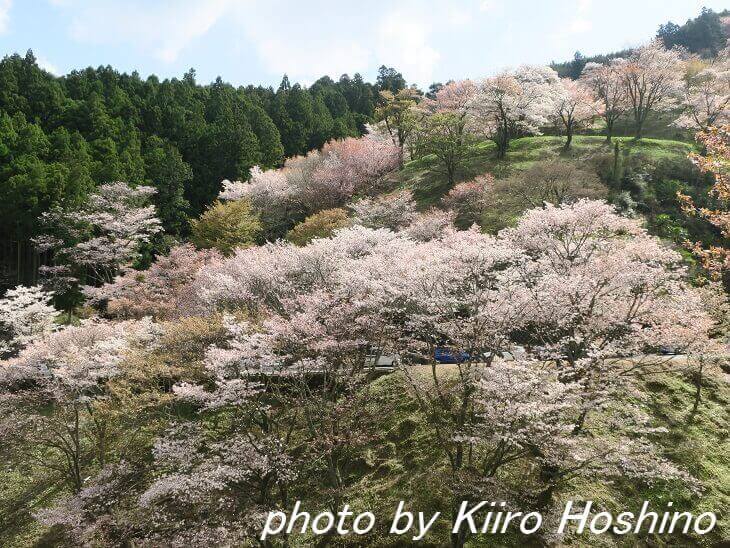 吉野の桜、観光車道