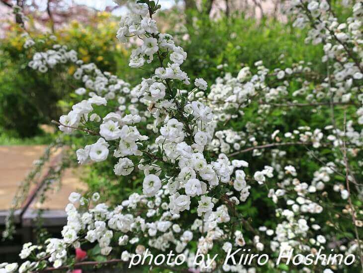 原谷苑、しじみ花