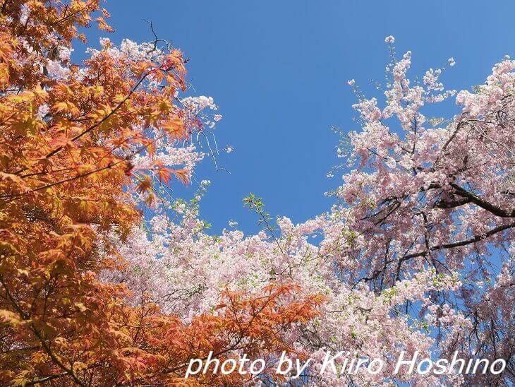原谷苑、桜と紅葉(橙)