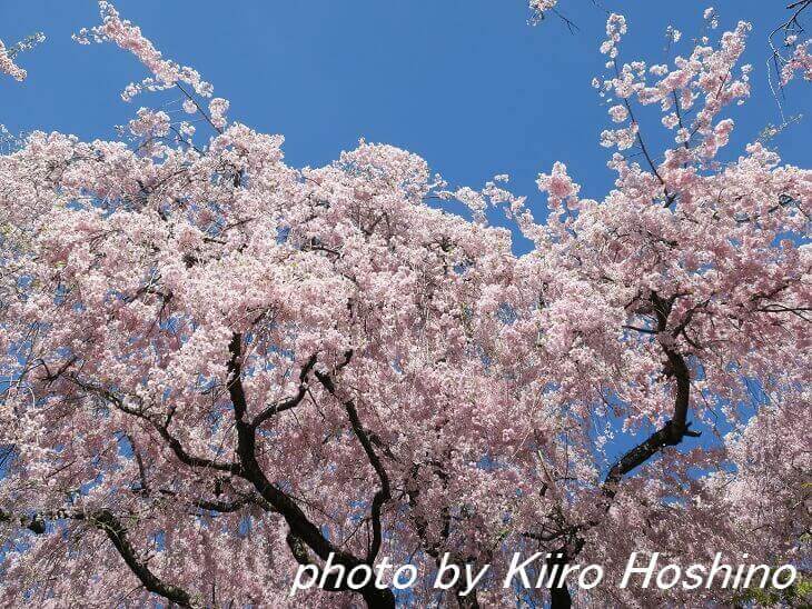 原谷苑、桜と青空