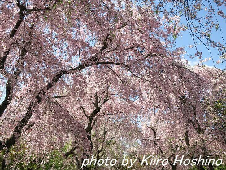 原谷苑、桜のカーテン