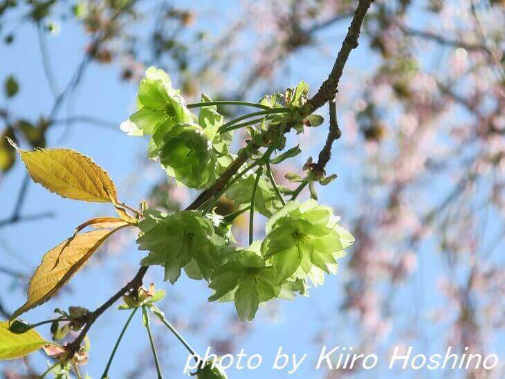 原谷苑、緑桜(御衣黄)